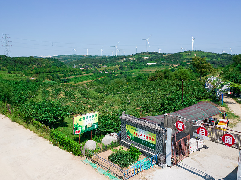 无花果种植基地