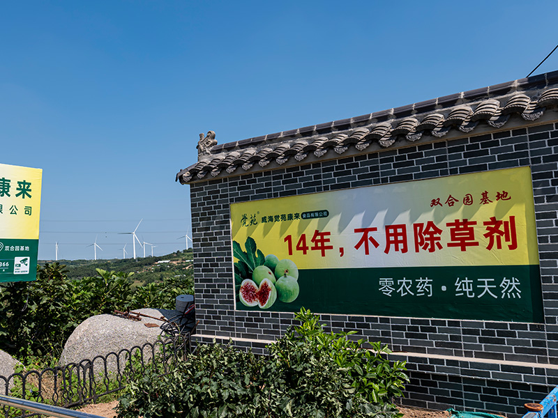 无花果种植基地