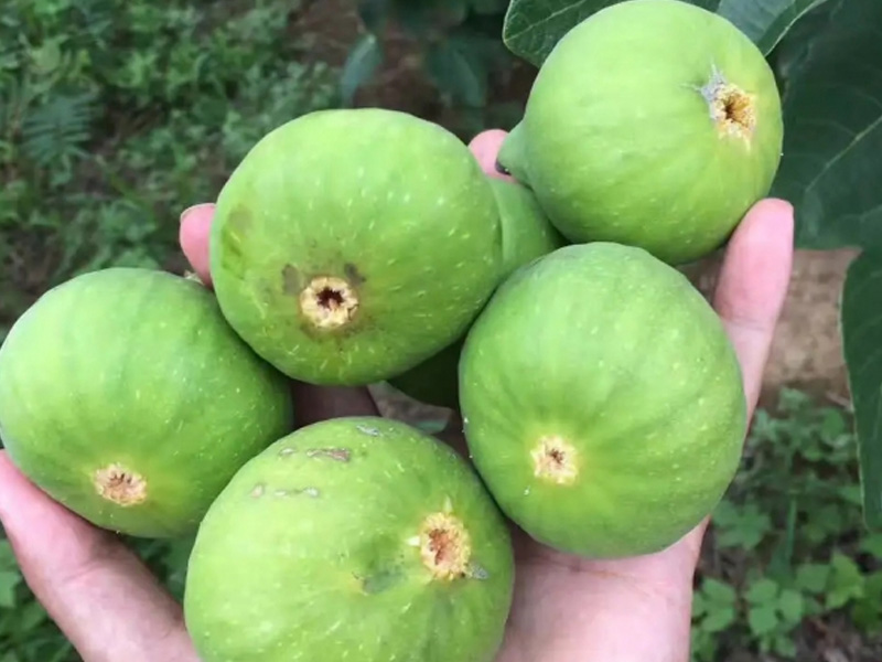 无花果种植基地