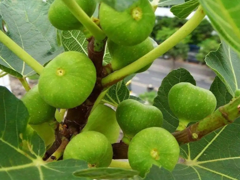 无花果种植基地