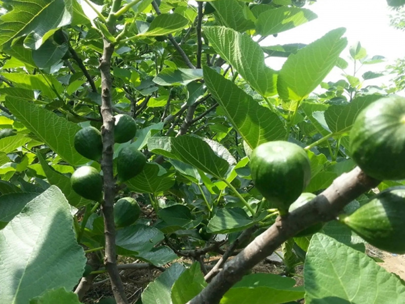 无花果种植基地