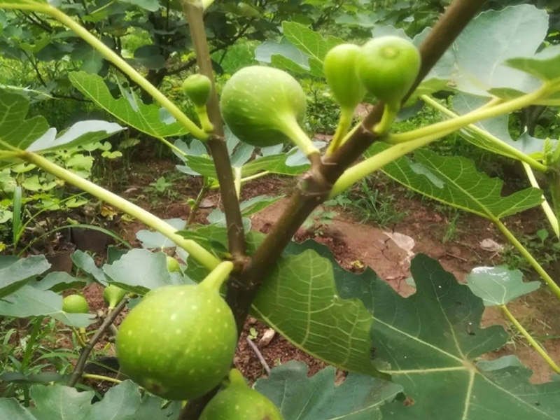 无花果种植基地